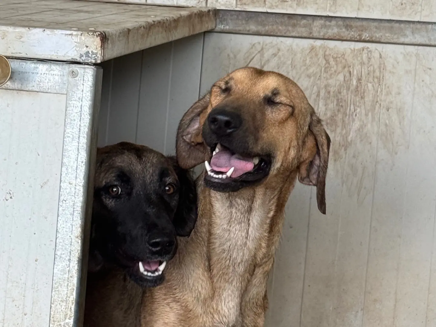 Vuoi adottare un cane a Latina?