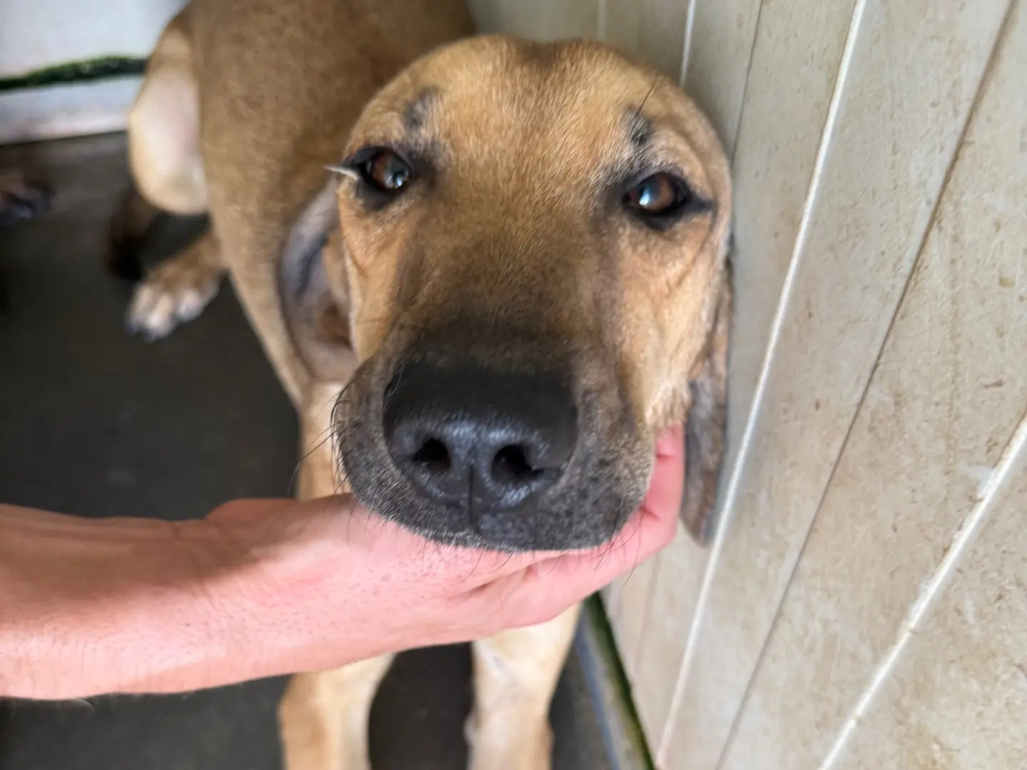 Adotta un cane, femmina, 9 mesi, Latina