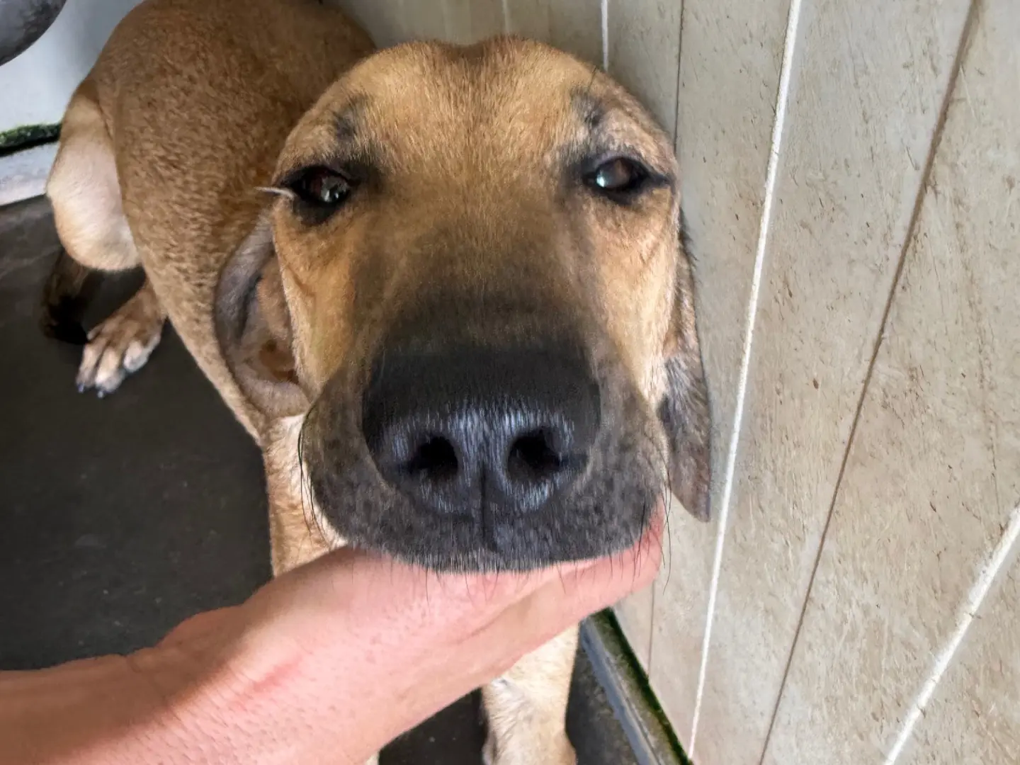 Adotta un cane, taglia media, femmina, Latina