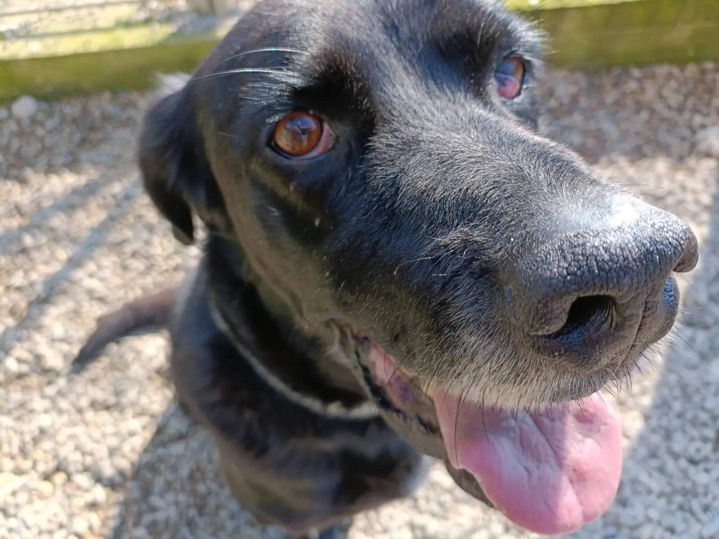 Adotta un cane, maschio, 9 anni e 7 mesi, Roma