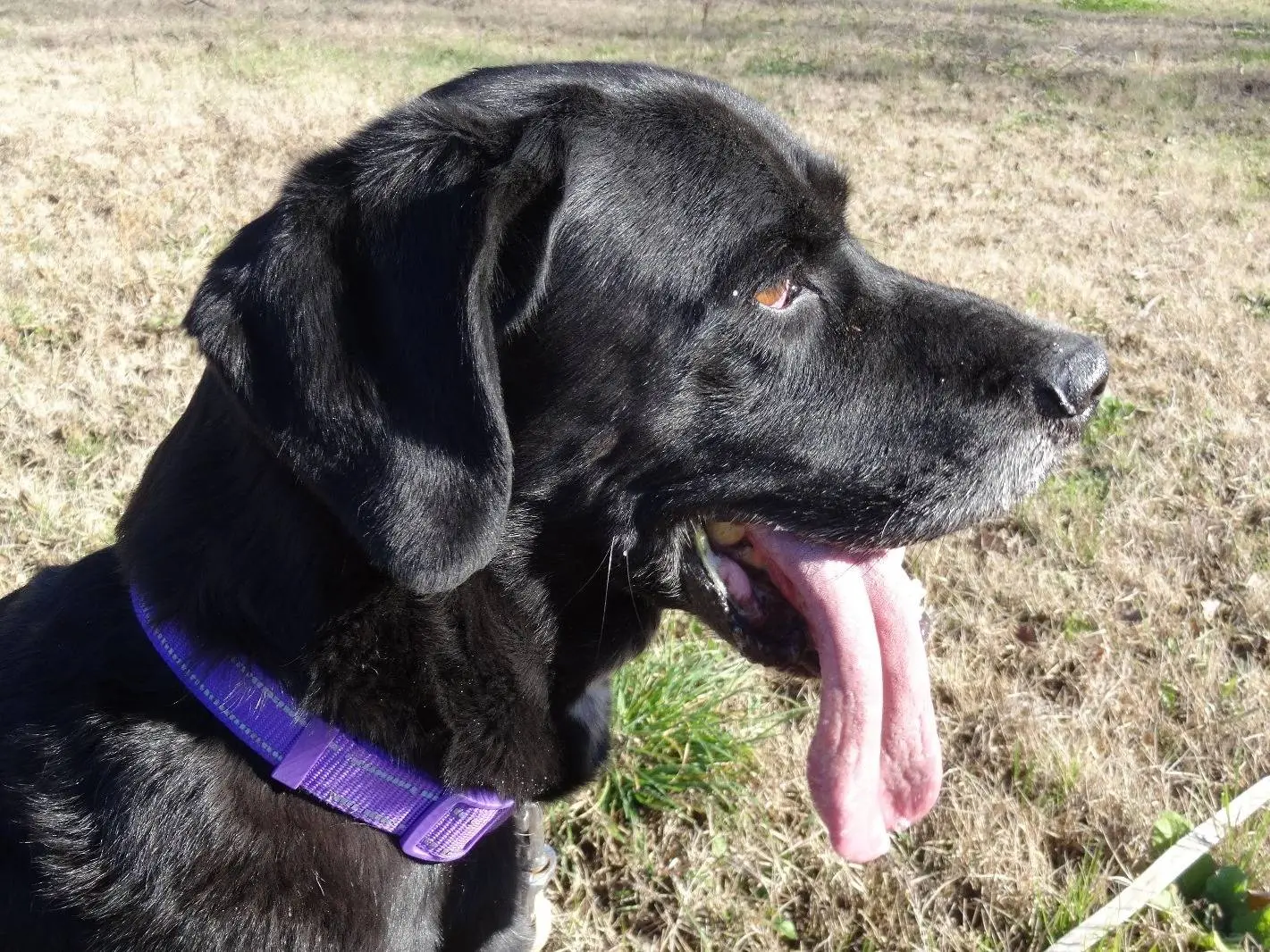 Adozione cane, maschio, Labrador Retriever Razza sconosciuta, 9 anni e 7 mesi, taglia media, Roma