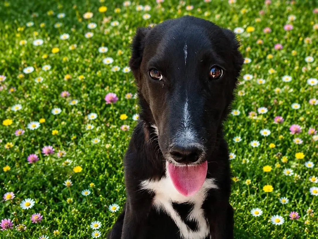 Adozione cane, maschio, Razza sconosciuta Razza sconosciuta, 5 mesi, taglia media, Siracusa