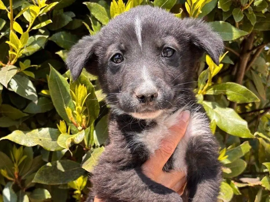 Adotta il cane Saturno a Siracusa