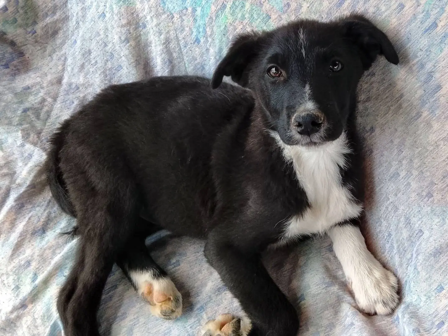 Vuoi adottare un cane a Siracusa?