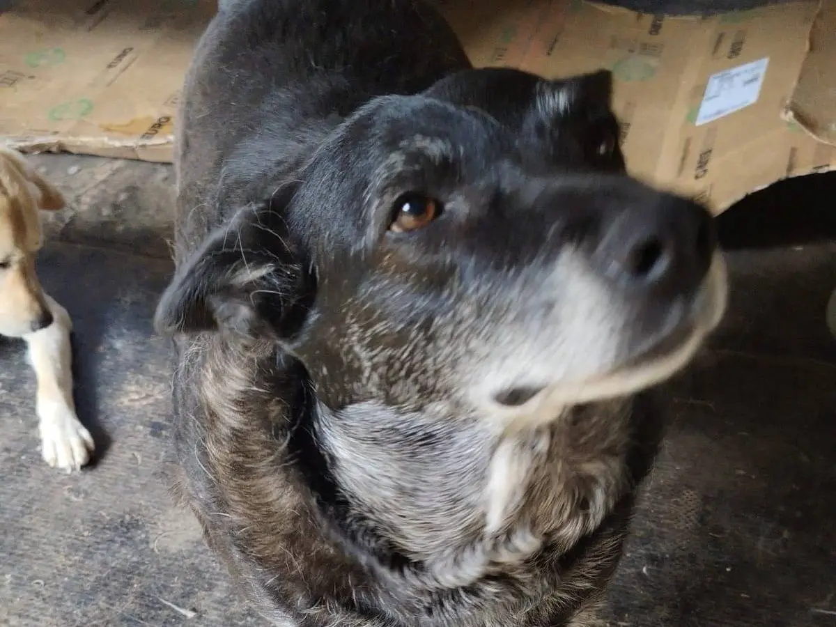 Adotta un cane, taglia media, femmina, Roma