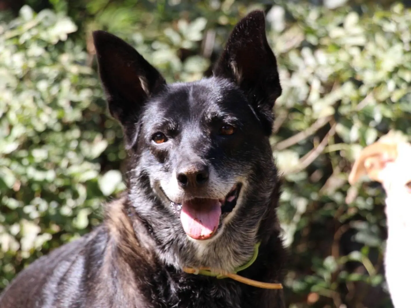 Adozione cane, femmina, Razza sconosciuta Razza sconosciuta, 3 anni e 4 mesi, taglia media, Roma