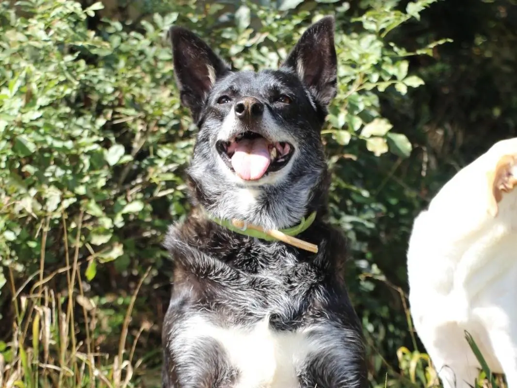 Adotta un cane, femmina, 3 anni e 4 mesi, Roma