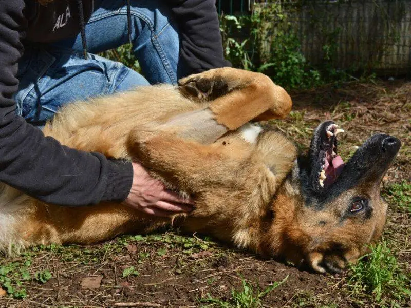 Adotta un cane, maschio, 5 anni e 7 mesi, Roma