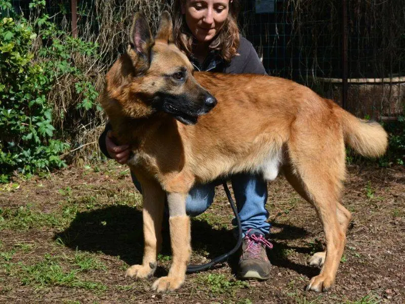 Adozione cane, maschio, Pastore tedesco Razza sconosciuta, 5 anni e 7 mesi, taglia grande, Roma