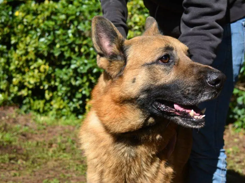 Adotta un cane, taglia grande, maschio, Roma