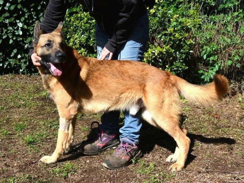 Vuoi adottare un cane a Roma?