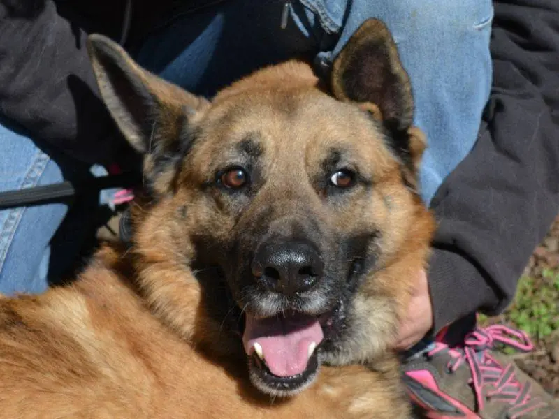 Adotta il cane Sampson a Roma