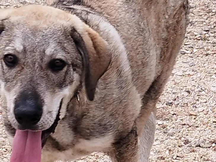Adotta un cane, taglia gigante, maschio, Vibo