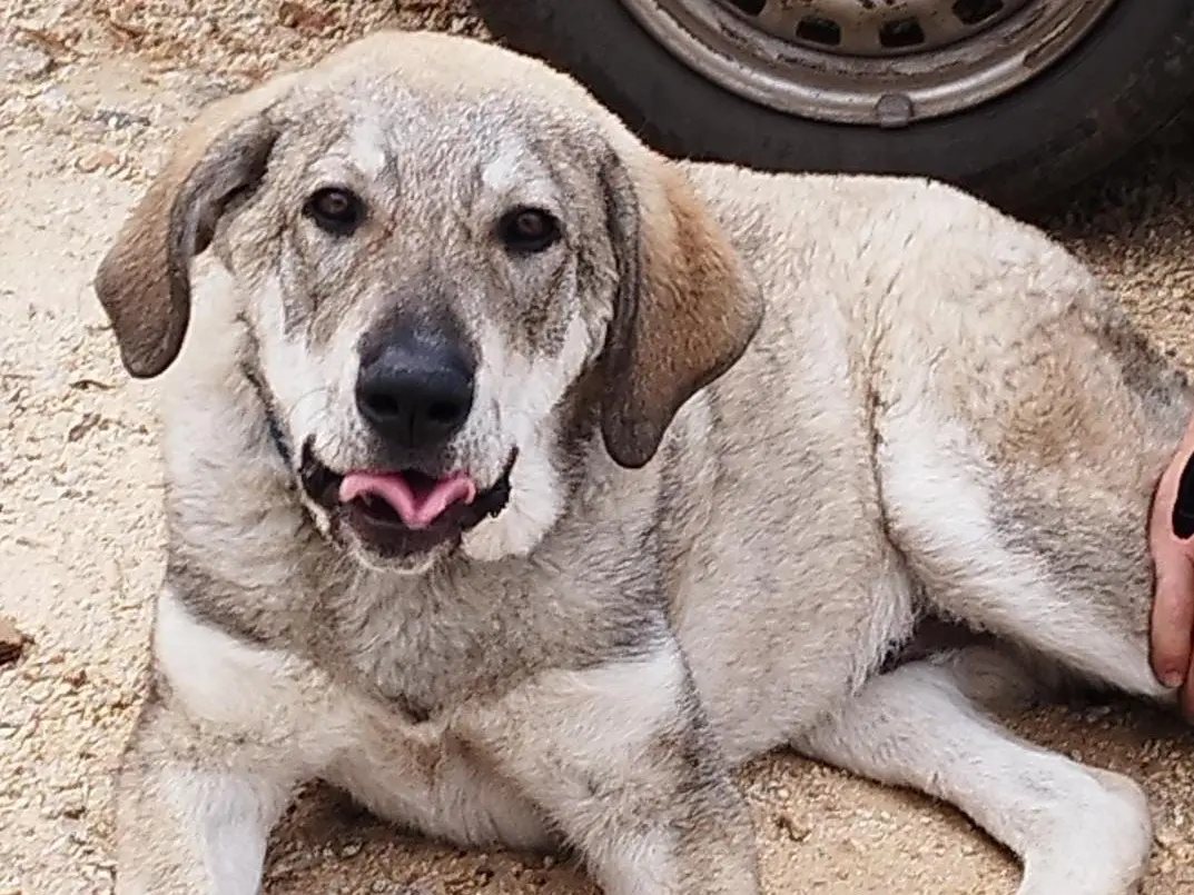 Adotta un cane, maschio, 1 anno e 4 mesi, Vibo