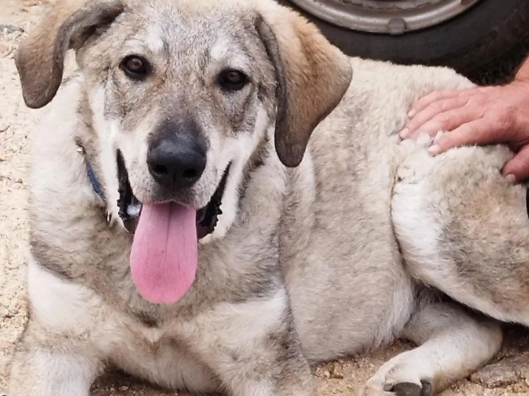 Adozione cane, maschio, Razza sconosciuta Razza sconosciuta, 1 anno e 4 mesi, taglia gigante, Vibo