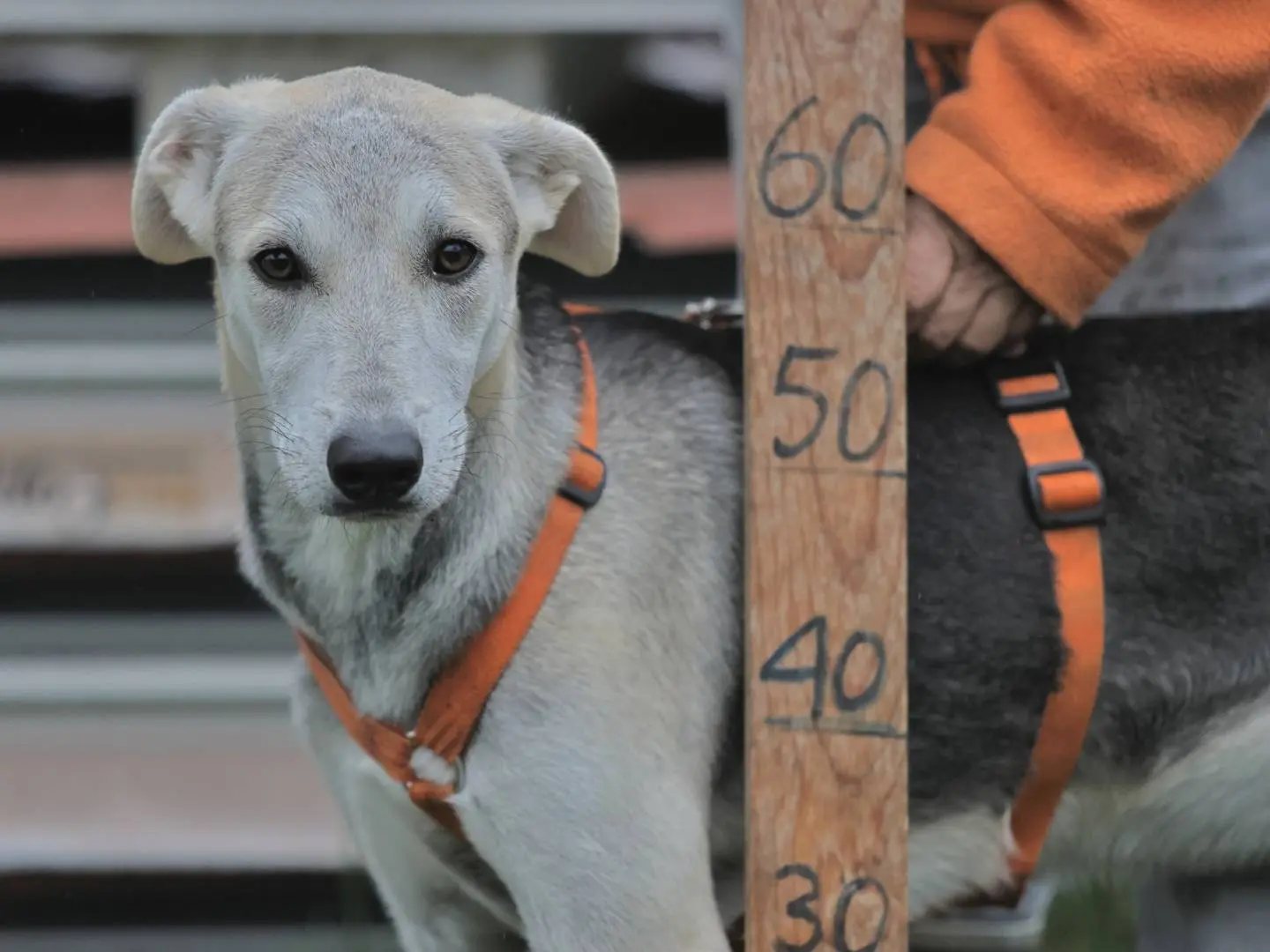 Adotta un cane, taglia media, maschio, Milano