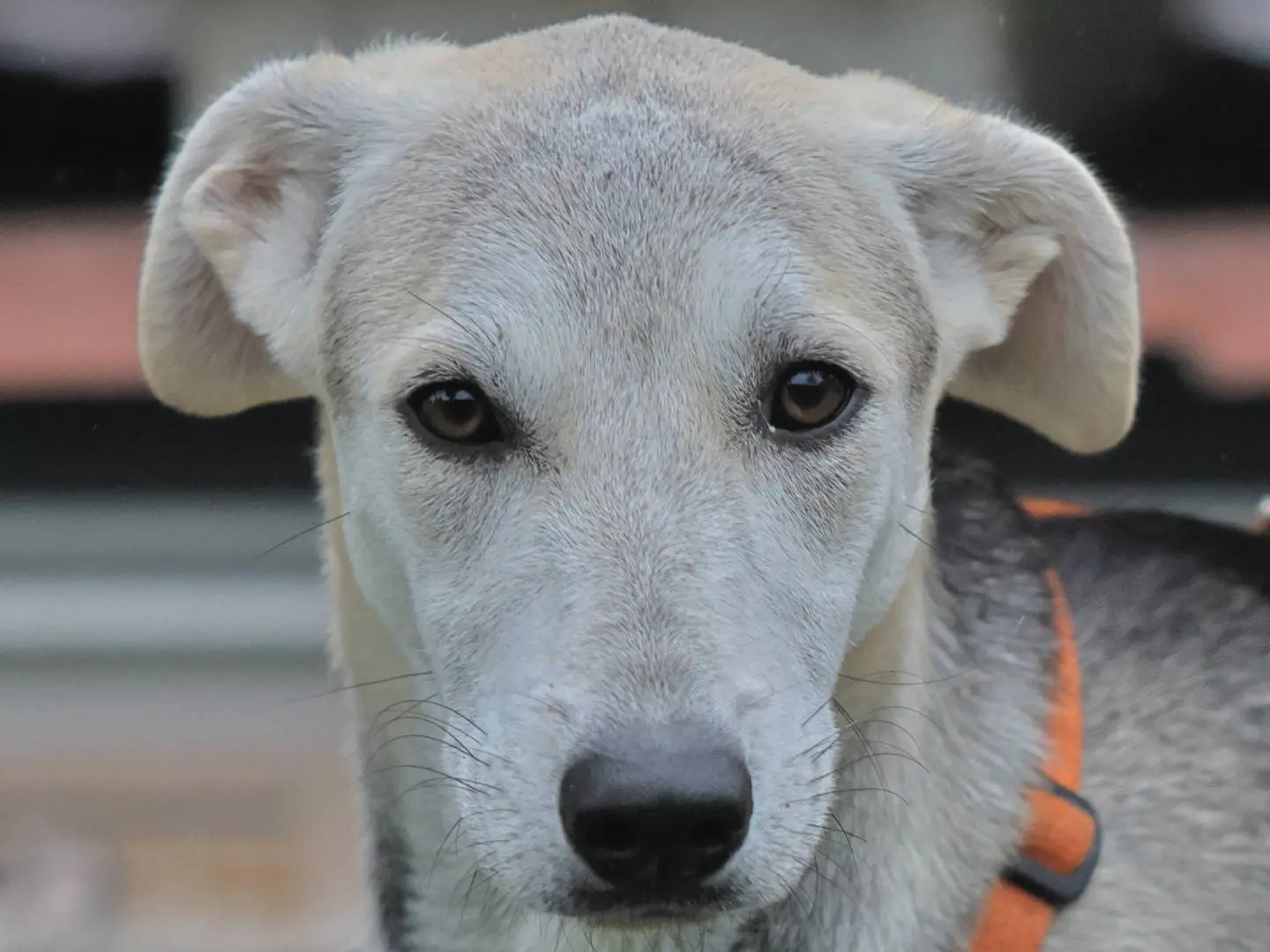 Adozione cane, maschio, Razza sconosciuta Razza sconosciuta, 1 anno e 7 mesi, taglia media, Milano