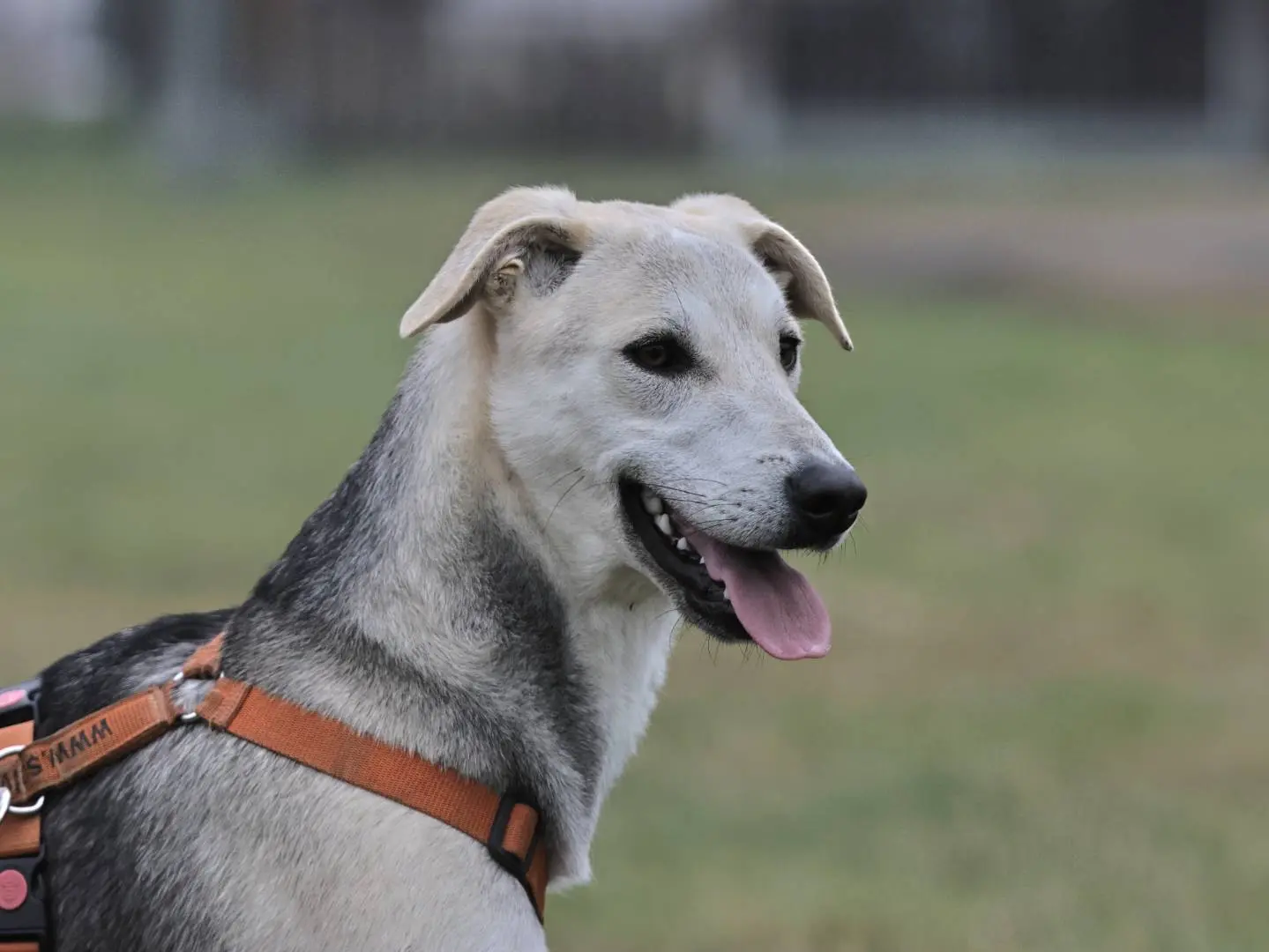 Adotta il cane BABA a Milano