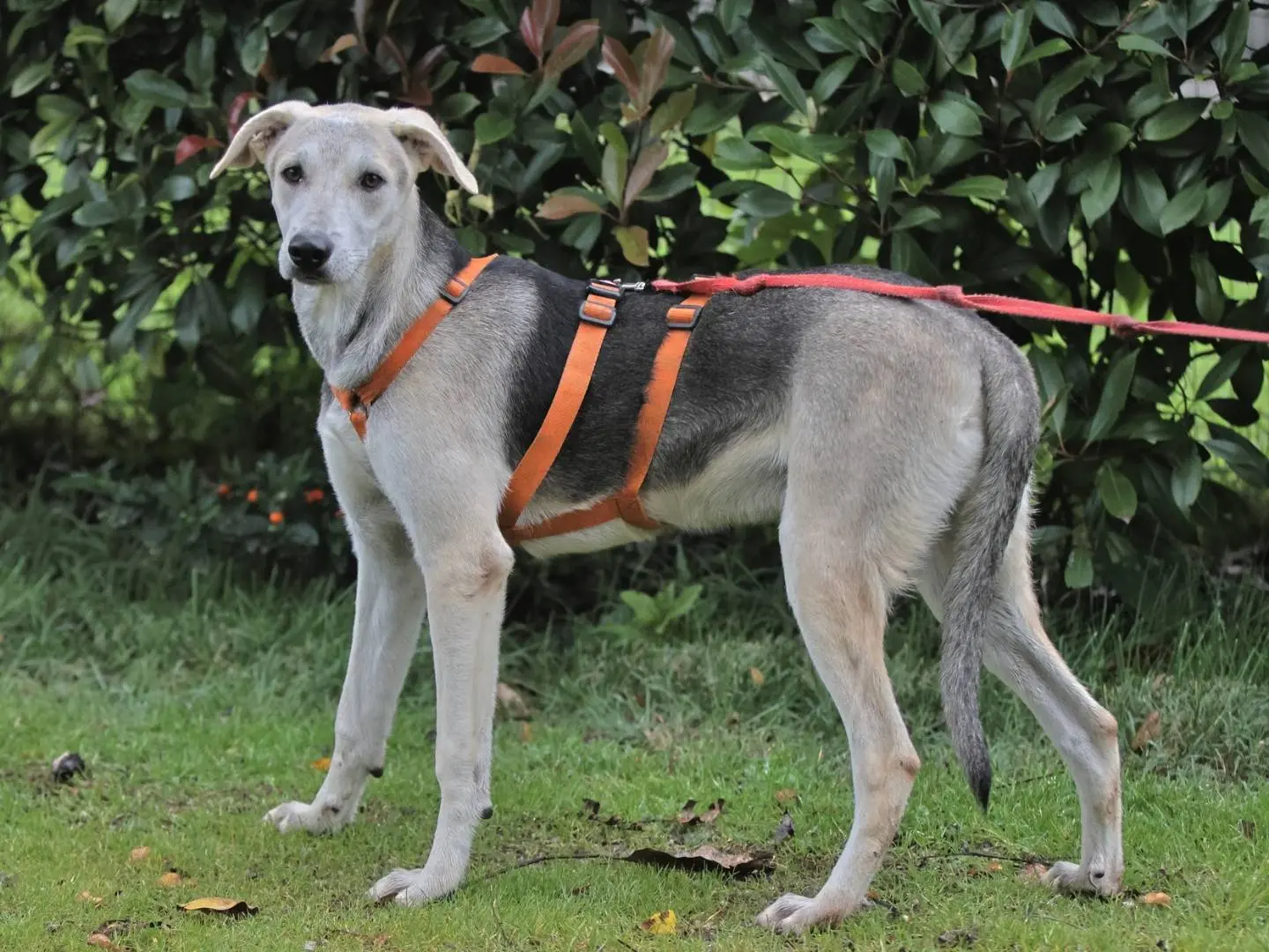 Adotta un cane, maschio, 1 anno e 7 mesi, Milano