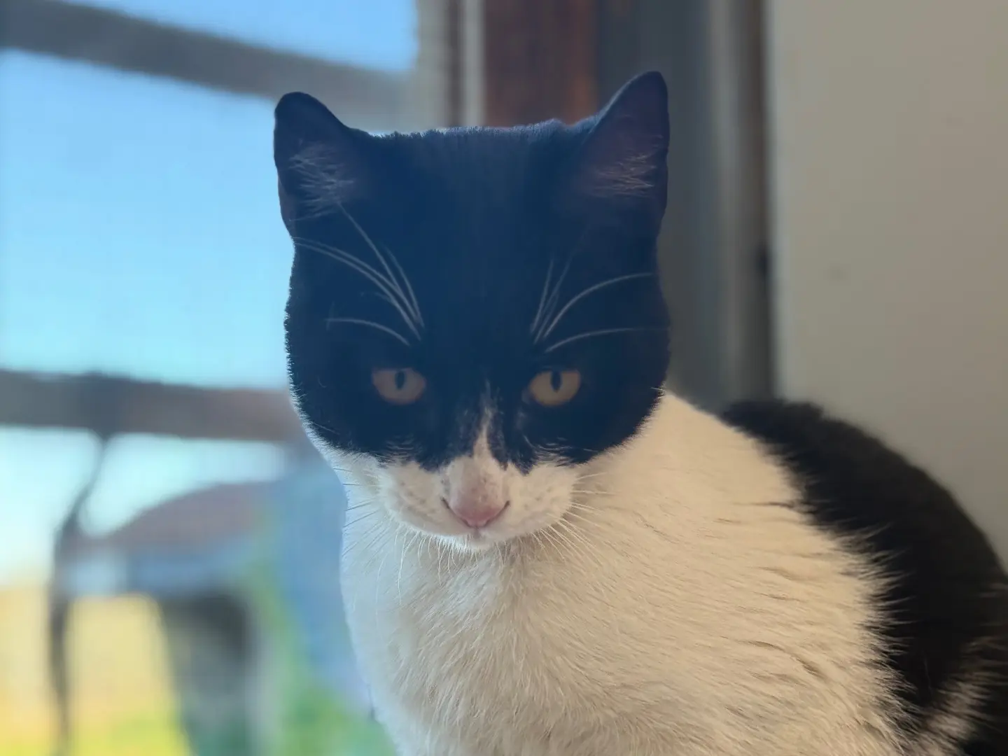 Adotta un gatto, femmina, 1 anno e 6 mesi, Bari