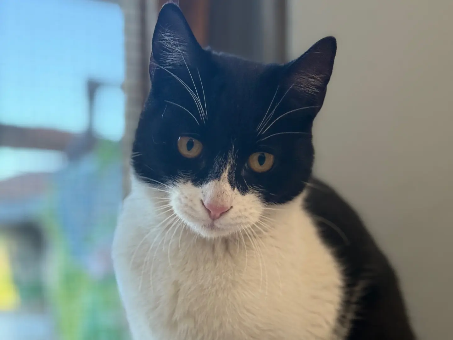 Adozione gatto, femmina, Razza sconosciuta Razza sconosciuta, 1 anno e 6 mesi, taglia non valida, Bari