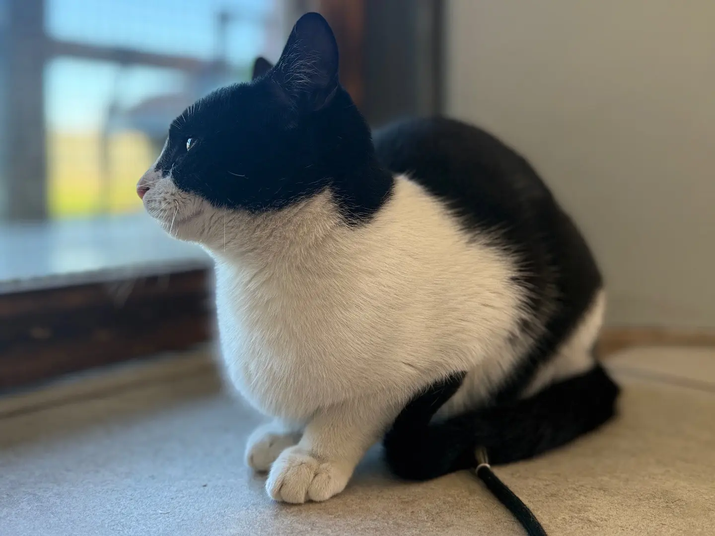 Adotta un gatto, taglia non valida, femmina, Bari