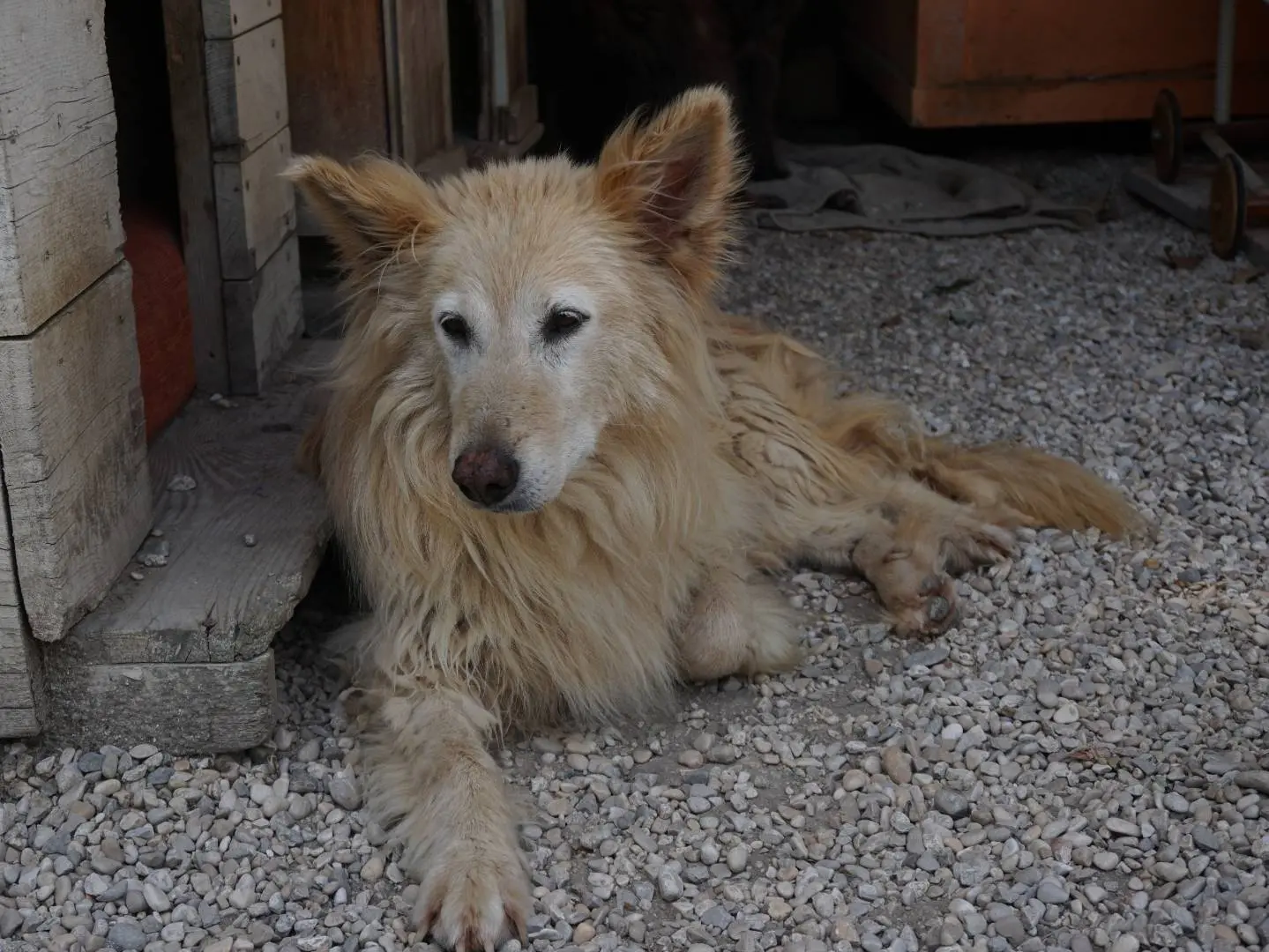 Adozione cane, femmina, Razza sconosciuta Razza sconosciuta, 10 anni e 4 mesi, taglia media, Pescara
