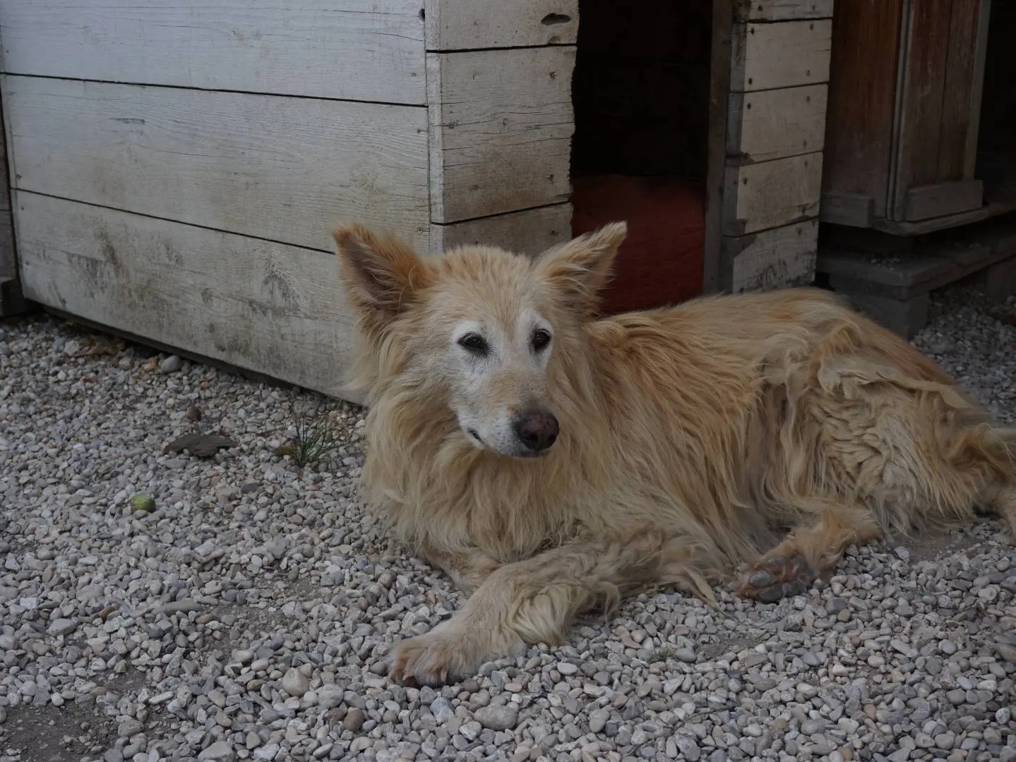 Adotta un cane, taglia media, femmina, Pescara