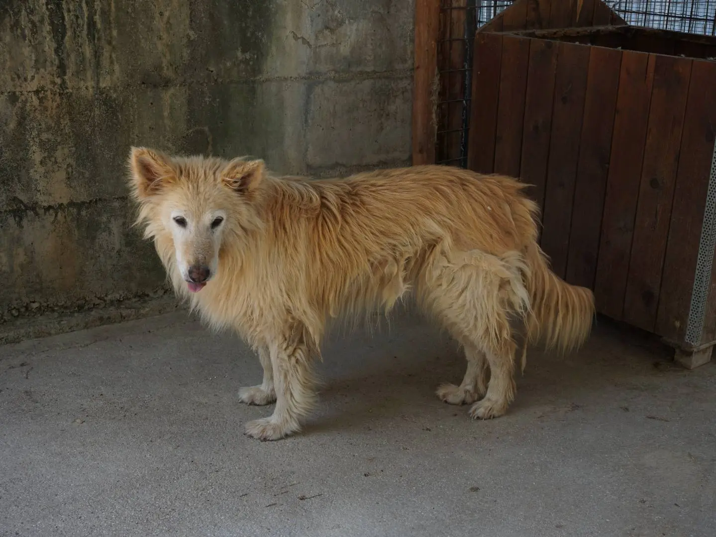 Vuoi adottare un cane a Pescara?