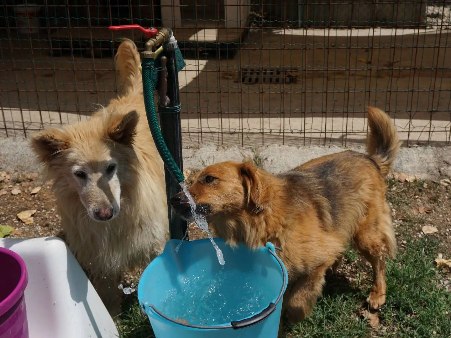 Adotta un cane, femmina, 10 anni e 4 mesi, Pescara