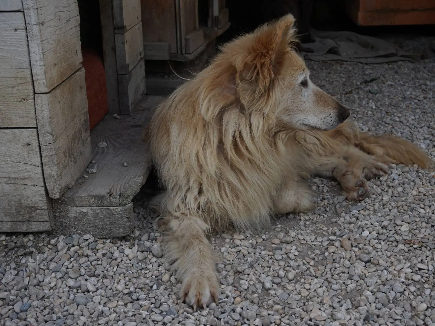 Adotta il cane Kira a Pescara