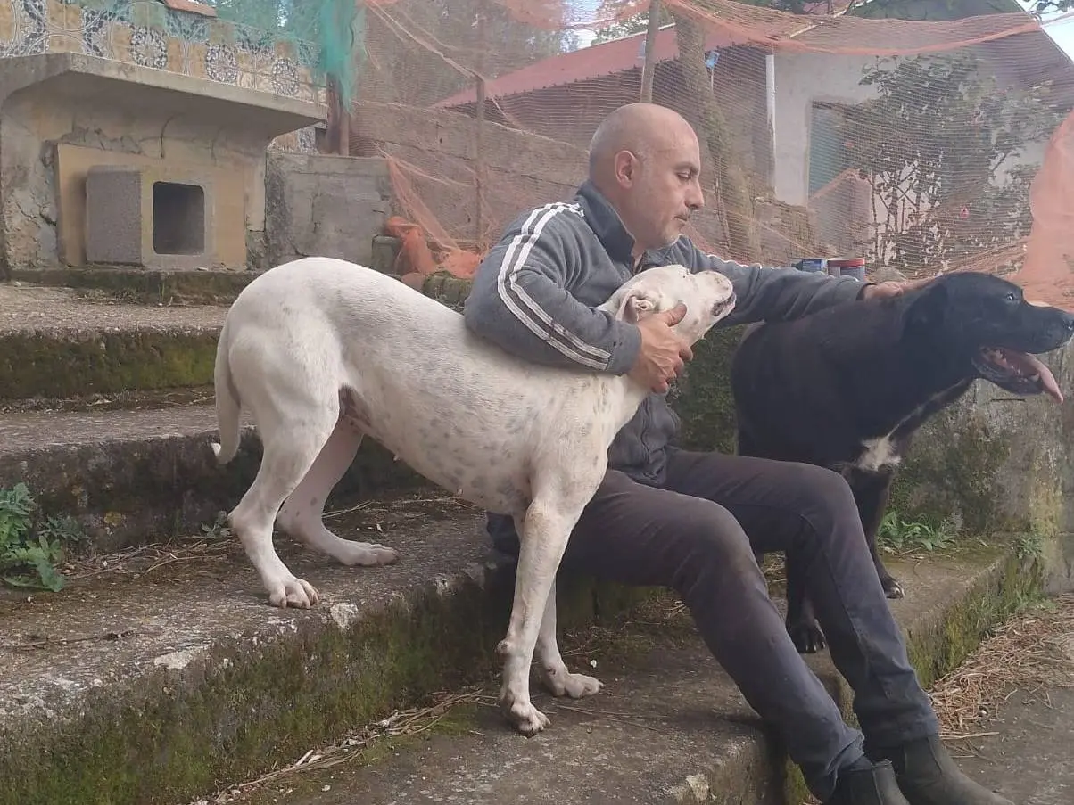 Adotta un cane, taglia grande, maschio, Reggio