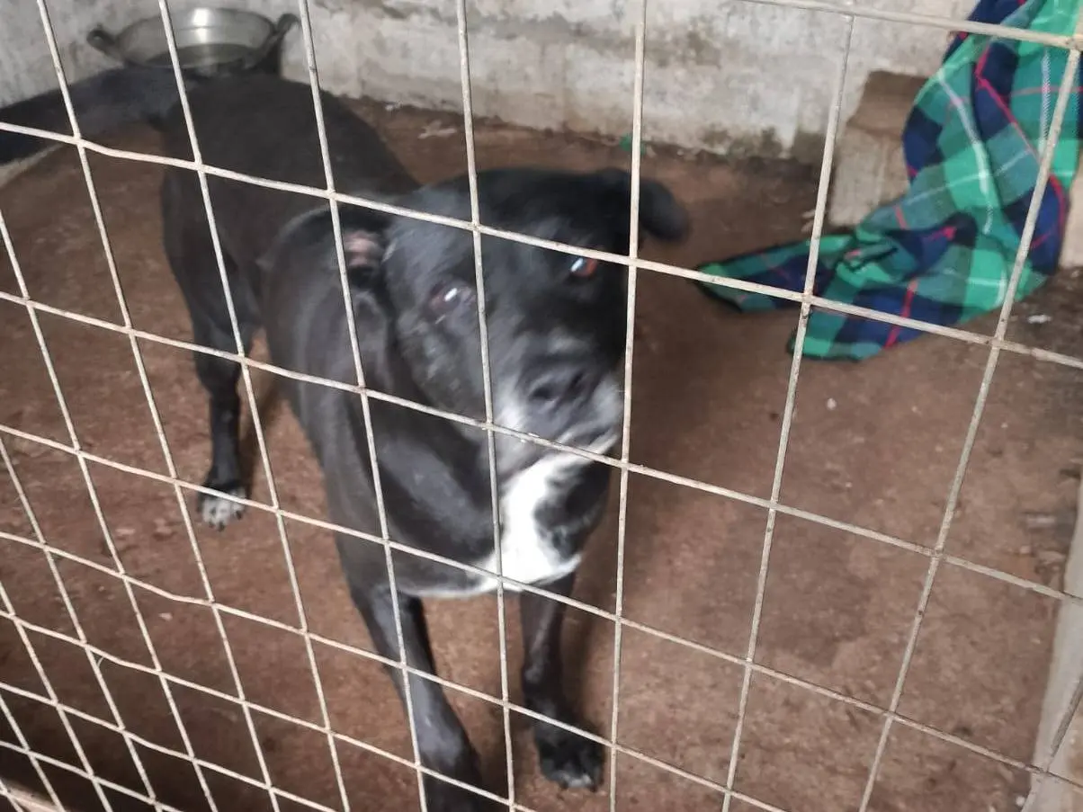 Adotta un cane, maschio, 7 anni e 2 mesi, Reggio