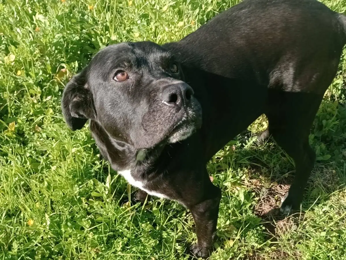 Adozione cane, maschio, Corso Razza sconosciuta, 7 anni e 2 mesi, taglia grande, Reggio