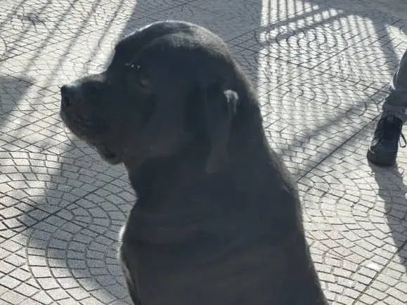 Adotta il cane THOR a Reggio