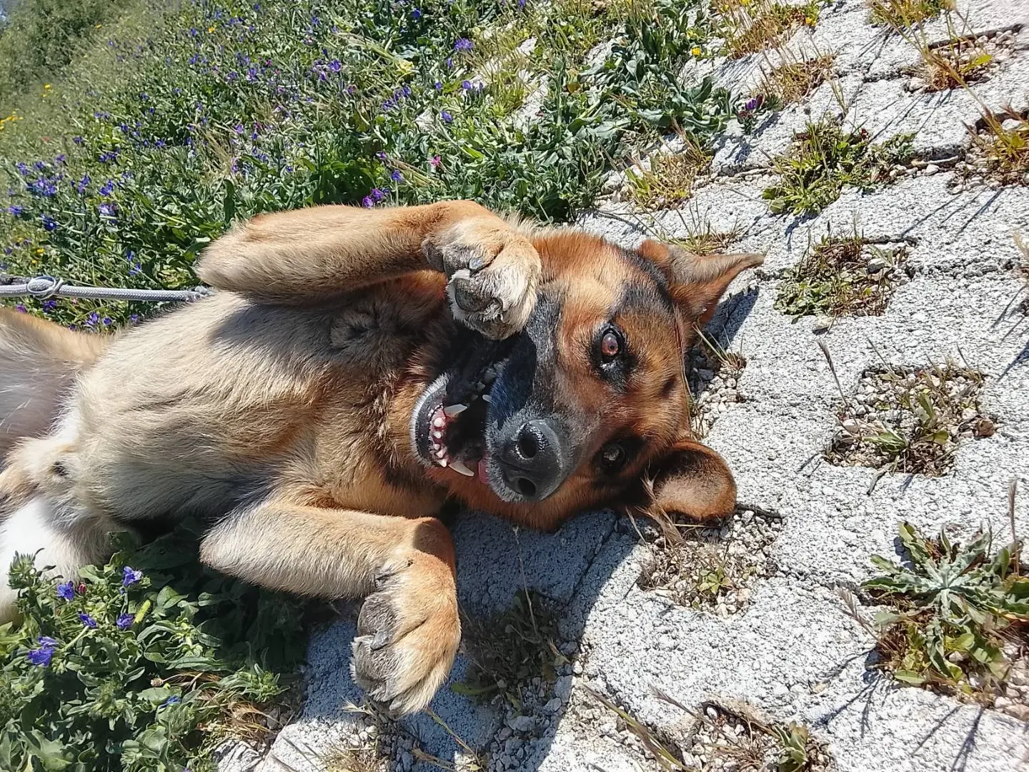 Adozione cane, maschio, Pastore tedesco Razza sconosciuta, 3 anni, taglia grande, Siracusa