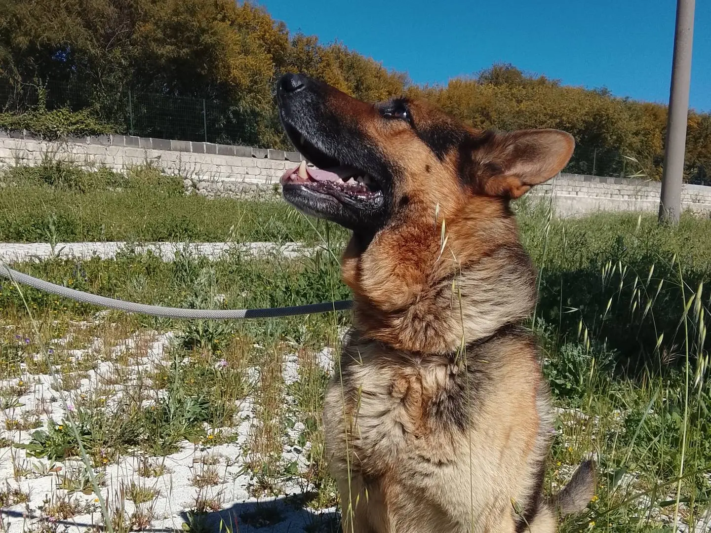 Vuoi adottare un cane a Siracusa?