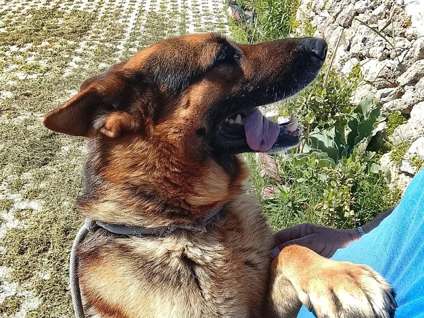 Adotta un cane, maschio, 3 anni, Siracusa