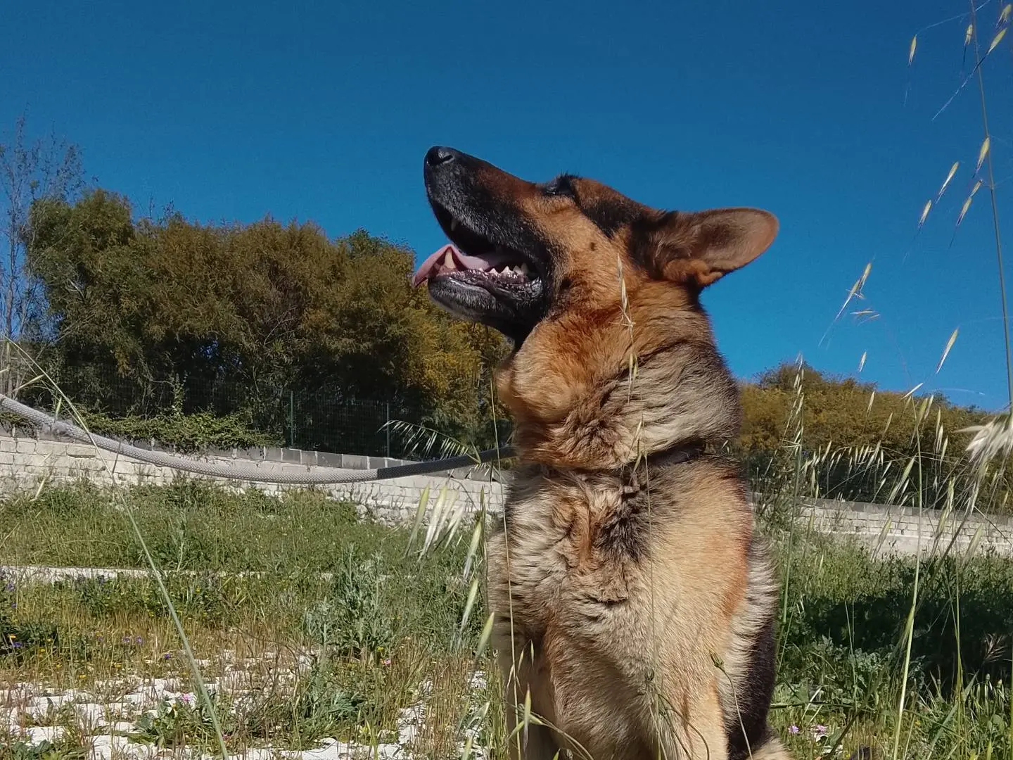 Adotta un cane, taglia grande, maschio, Siracusa