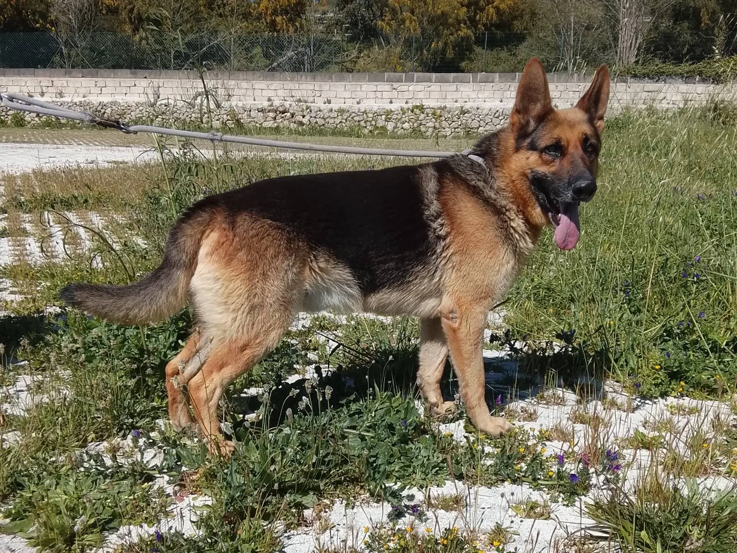 Adotta il cane ROUL a Siracusa