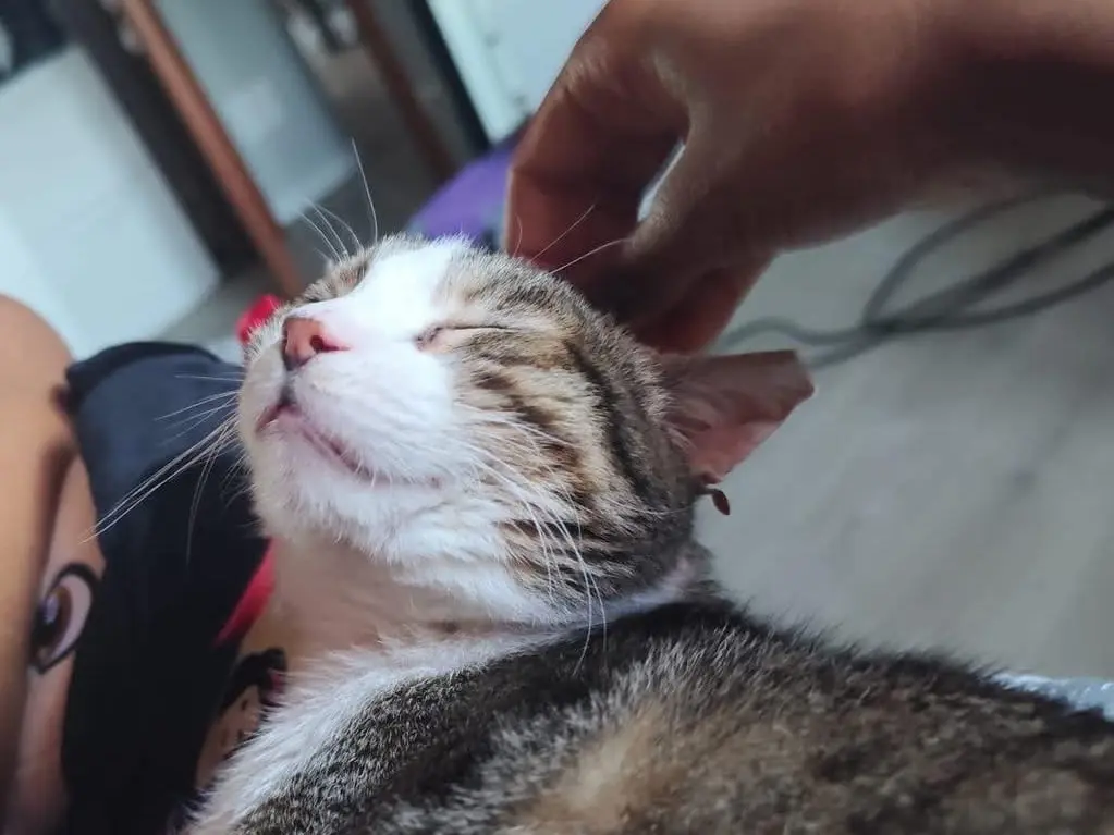 Vuoi adottare un gatto a Lecco?