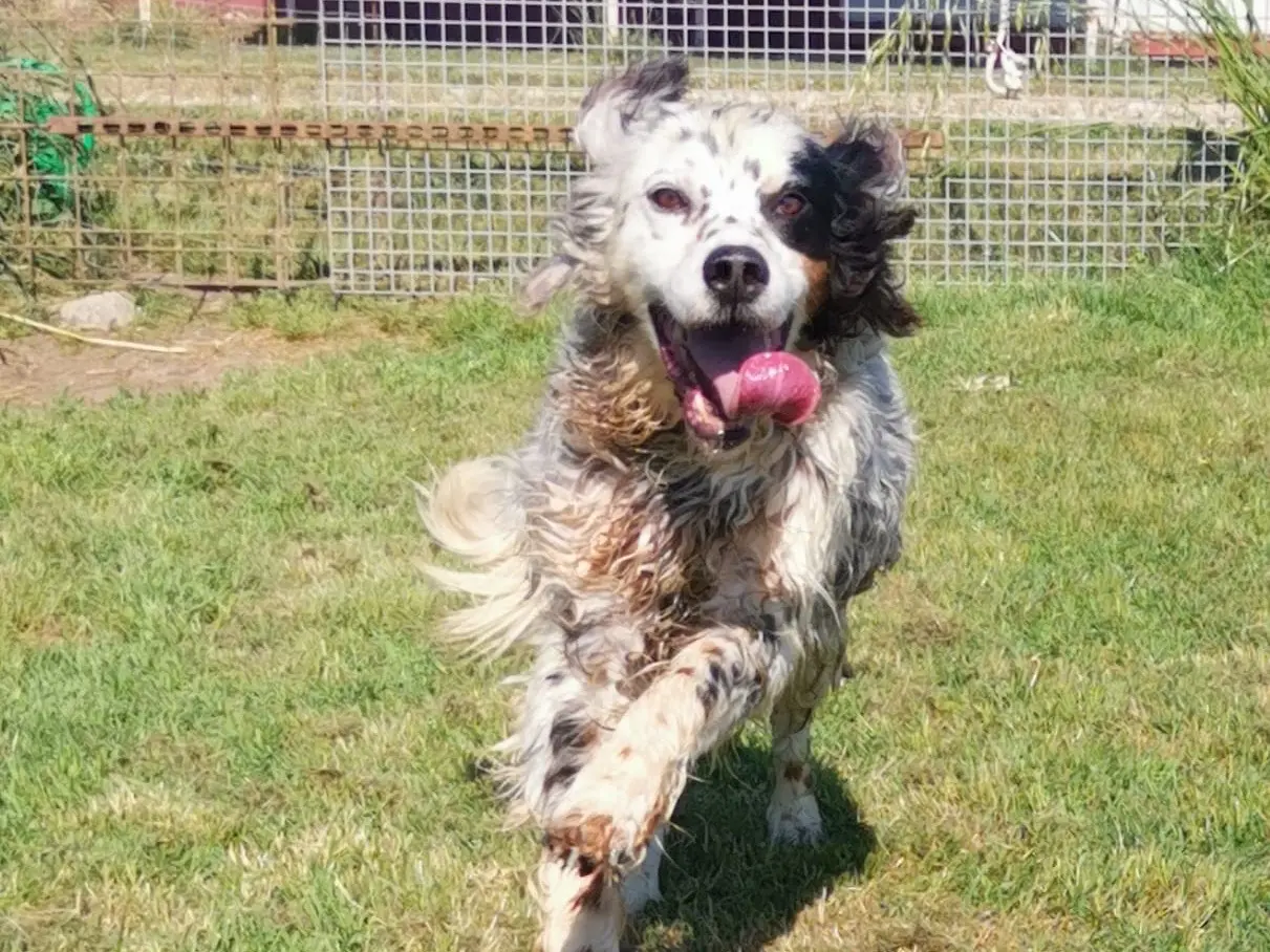Adotta il cane Giorgio a Latina
