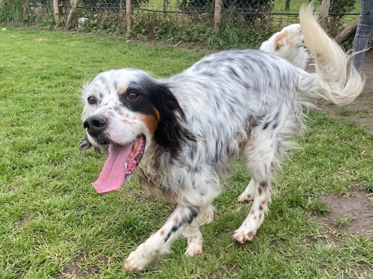 Adotta un cane, maschio, 8 anni e 4 mesi, Latina