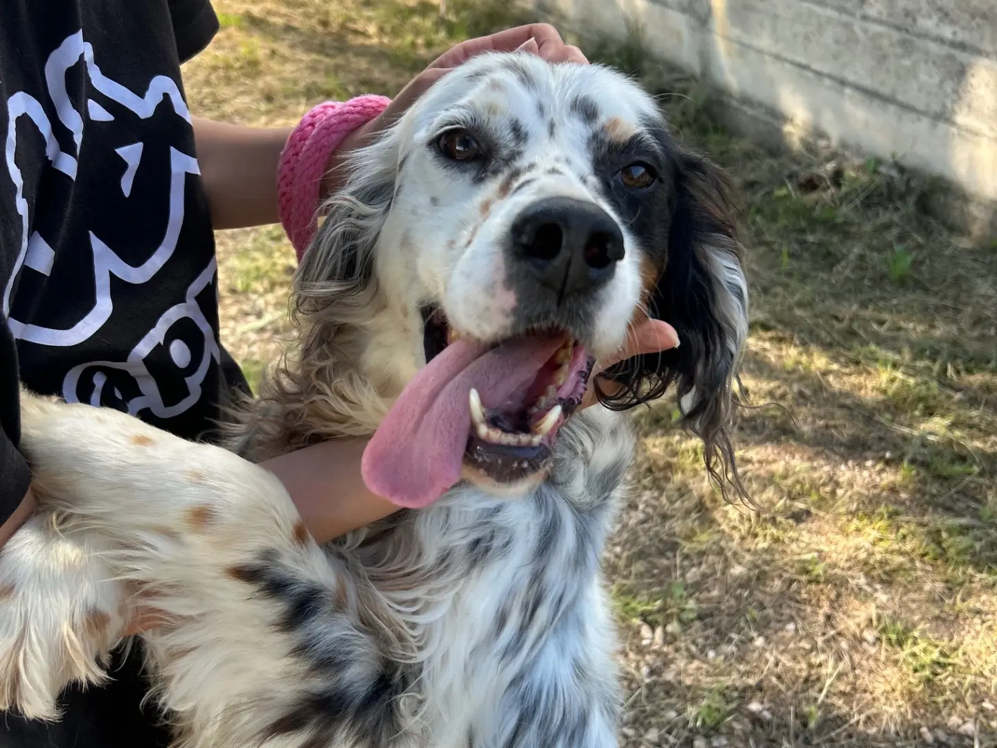 Adotta un cane, taglia media, maschio, Latina