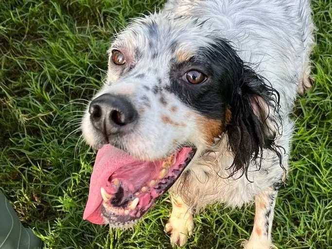 Adozione cane, maschio, Setter Inglese Razza sconosciuta, 8 anni e 4 mesi, taglia media, Latina