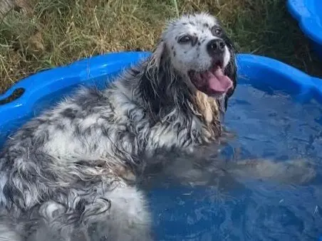 Vuoi adottare un cane a Latina?