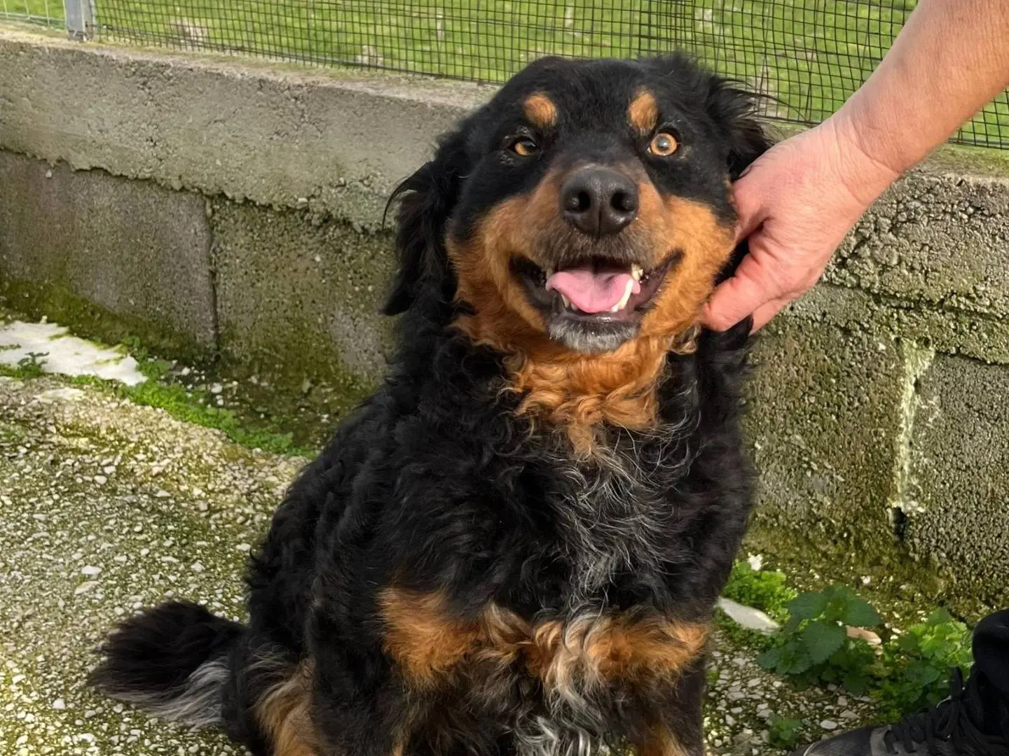 Adotta un cane, maschio, 3 anni e 4 mesi, Caserta
