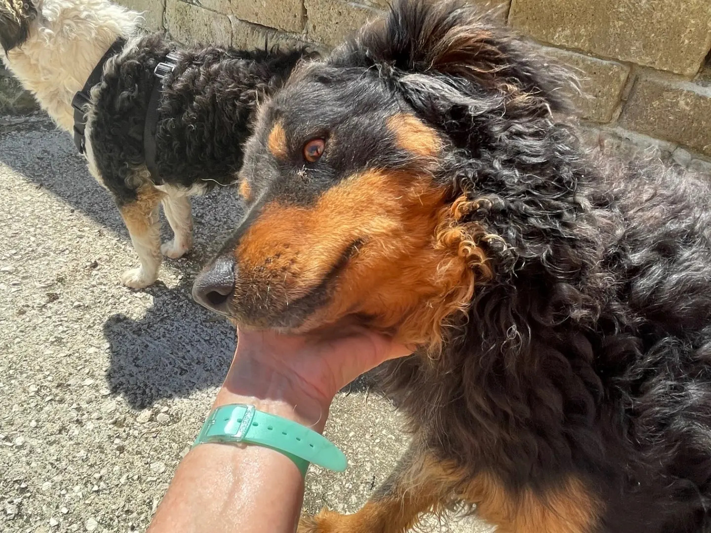 Adozione cane, maschio, Razza sconosciuta Razza sconosciuta, 3 anni e 4 mesi, taglia media contenuta, Caserta