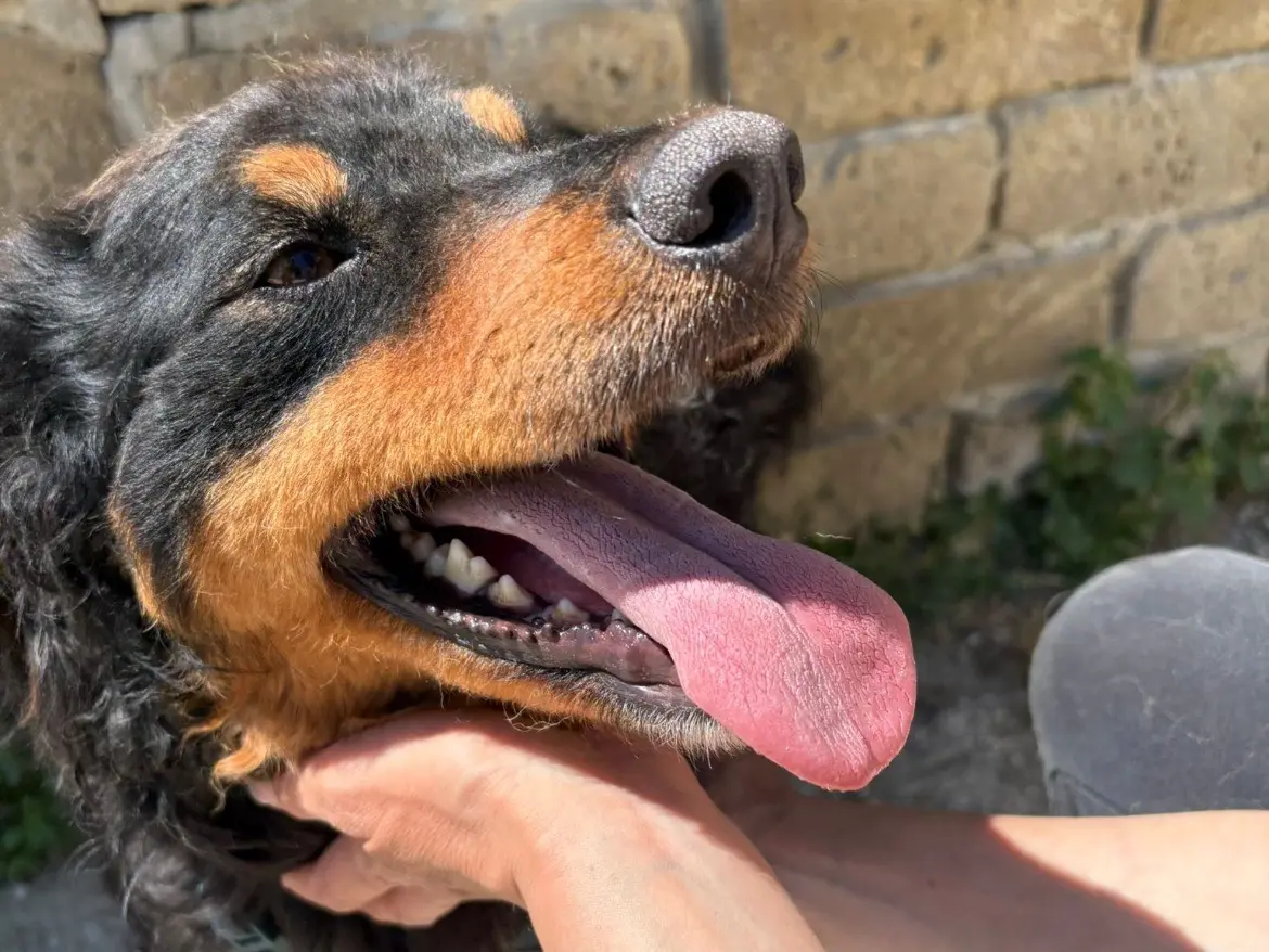 Adotta un cane, taglia media contenuta, maschio, Caserta