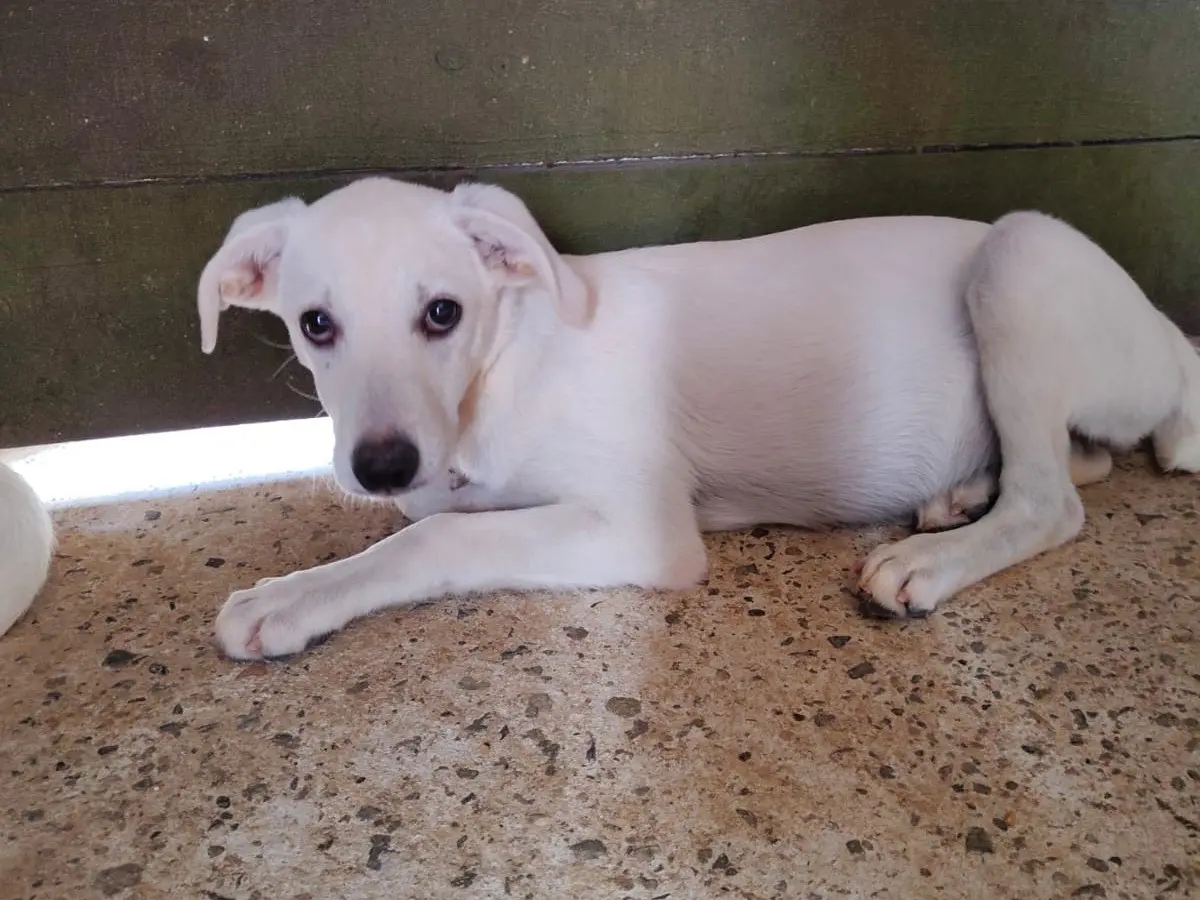 Adozione cane, femmina, Razza sconosciuta Razza sconosciuta, 1 anno e 5 mesi, taglia media, Vibo